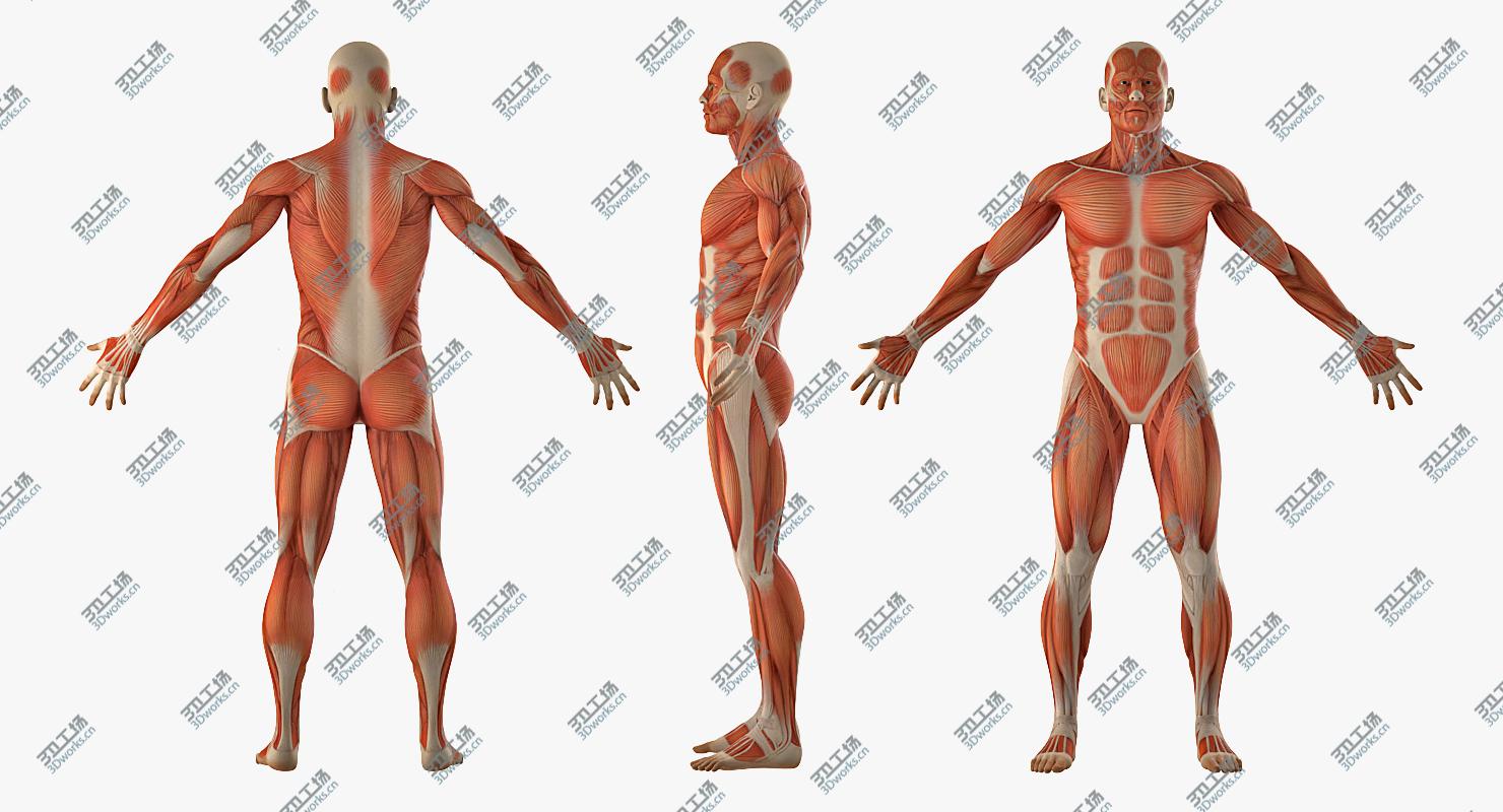 images/goods_img/2021040232/3D model Anatomy Male Muscular System Rigged for Maya/5.jpg